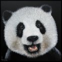 Großer Panda 2; Acryl auf Leinwand;
120 x 120 cm